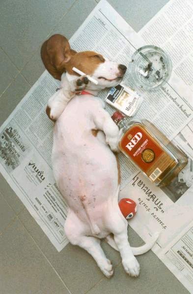 dogathome.jpg