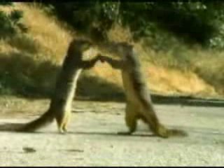 evil_squirrels.jpg