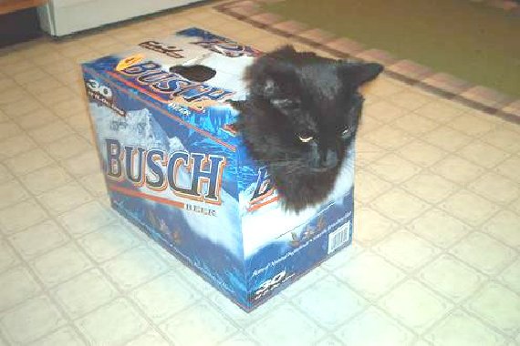 kitty_case.jpg