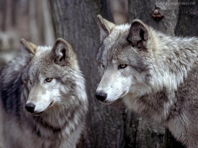 tundrawolves1.jpg